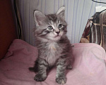 Кошки в Котовске: Котята Мейн-Кун, 10 000 руб. - фото 5