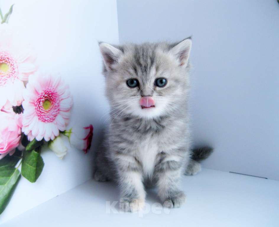 Кошки в Ставрополе: Шотландская девочка Девочка, 15 000 руб. - фото 5