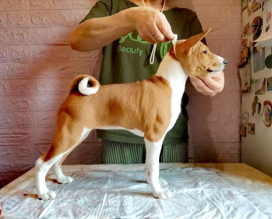 Собаки в Москве: Щенок басенджи Девочка, 150 000 руб. - фото 1