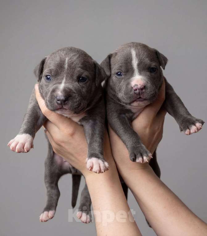 Собаки в Санкт-Петербурге: Щенки стаффордширского терьера Разнополые, 90 000 руб. - фото 1