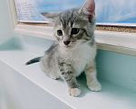 Кошки в Санкт-Петербурге: Монастырские котята Разнополые, Бесплатно - фото 5