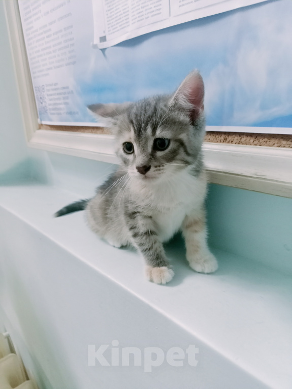 Кошки в Санкт-Петербурге: Монастырские котята Разнополые, Бесплатно - фото 5