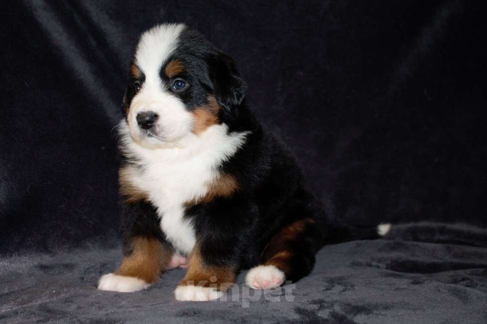 Собаки в других городах Московской области: Бернский зенненхунд Девочка, 120 000 руб. - фото 2