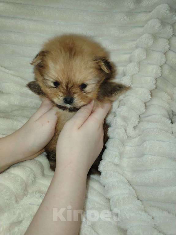 Собаки в Москве: Щенок померанского шпица Девочка, 120 000 руб. - фото 3