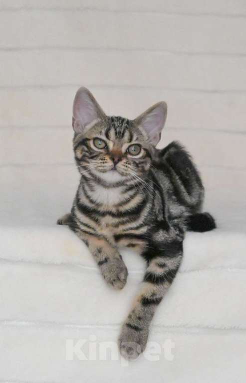 Кошки в Москве: Котята американской короткошерстной породы Мальчик, 70 000 руб. - фото 2