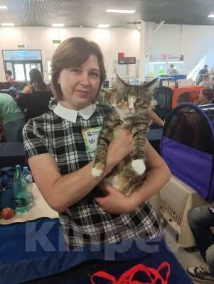 Кошки в Москве: Котята девочки мейн-кун из питомника Forest miracle Девочка, 25 000 руб. - фото 5