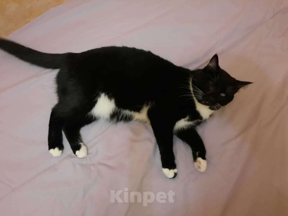 Кошки в Туле: Ищем кота Барсика Мальчик, 5 000 руб. - фото 2