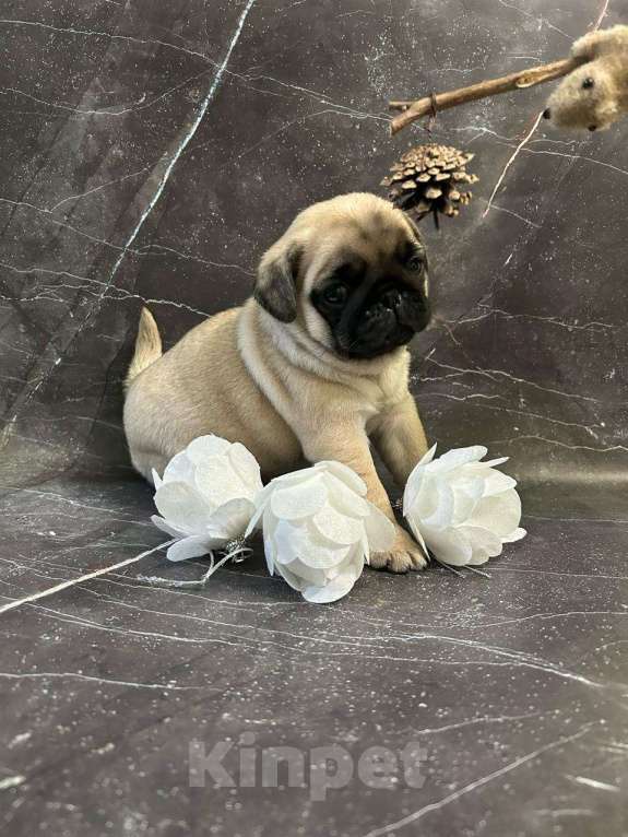 Собаки в Старом Осколе: Мопсы девочки Девочка, 45 000 руб. - фото 5