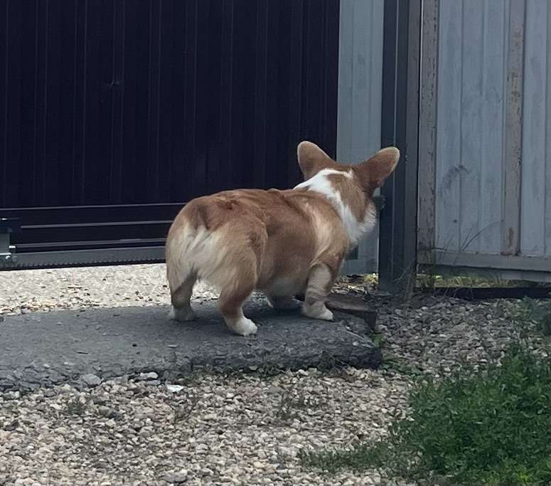 Собаки в Новосибирске: Щенок Вельш корги пемброк  Мальчик, 50 000 руб. - фото 8