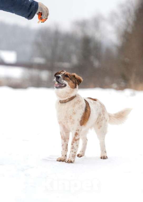 Собаки в Москве: Щенок Барбел — метис австралийской овчарки (аусси) в добрые руки Девочка, Бесплатно - фото 3