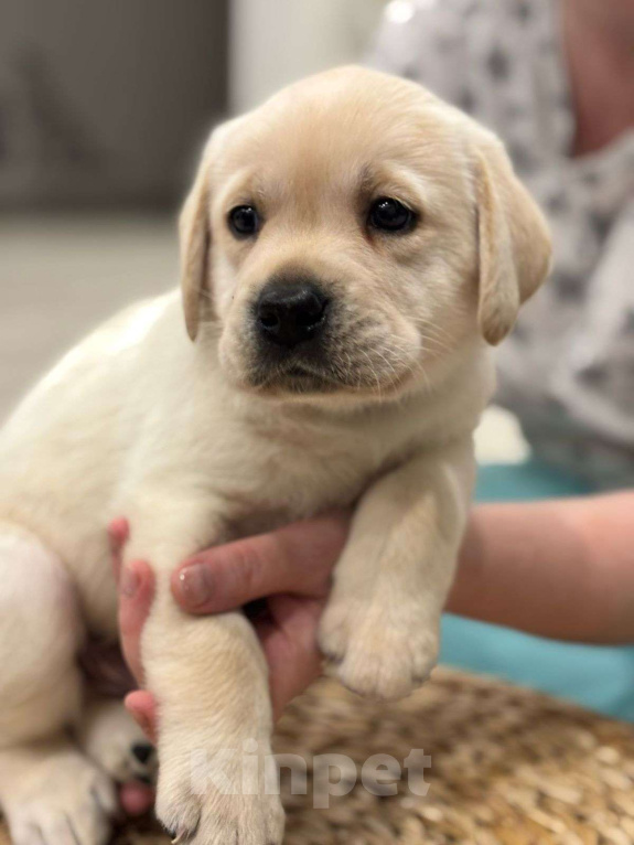 Собаки в Истре: Щенок лабрадора с отличной родословной, мальчик Мальчик, 80 000 руб. - фото 2