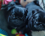 Собаки в Краснодаре: Мопс Мальчик, Бесплатно - фото 1
