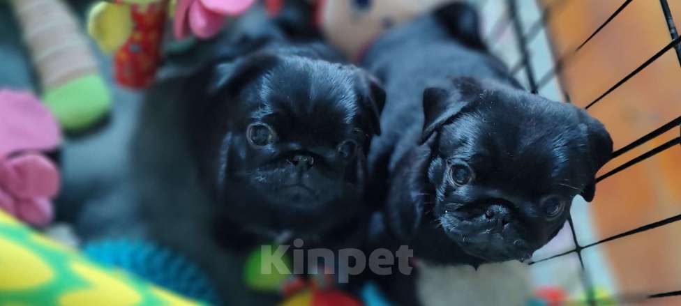 Собаки в Краснодаре: Мопс Мальчик, Бесплатно - фото 1