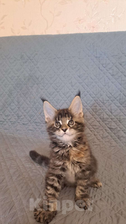 Кошки в Ярославле: Котенок девочка 2 Девочка, 35 000 руб. - фото 2