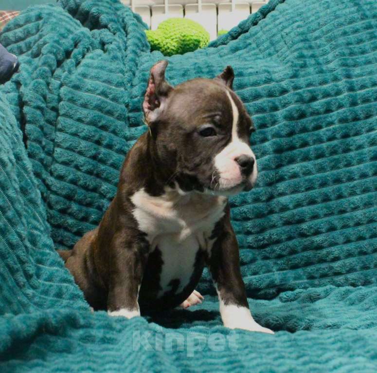 Собаки в других городах Московской области: Девочка американского стаффордширского терьера Девочка, 50 000 руб. - фото 5