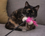 Кошки в Санкт-Петербурге: Нежная трехцветочка ищет добрые руки Девочка, Бесплатно - фото 1