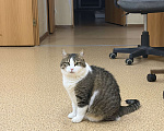 Кошки в Нижнем Новгороде: Кошка в добрые руки Девочка, Бесплатно - фото 1