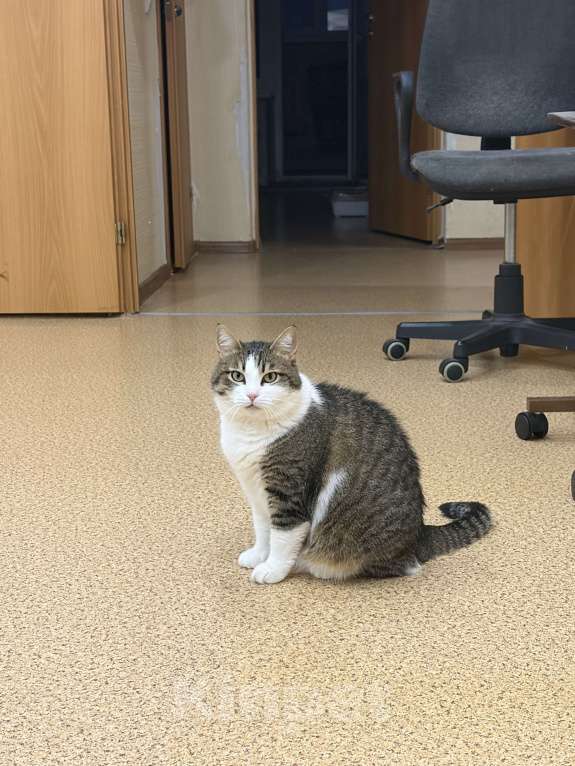 Кошки в Нижнем Новгороде: Кошка в добрые руки Девочка, Бесплатно - фото 1