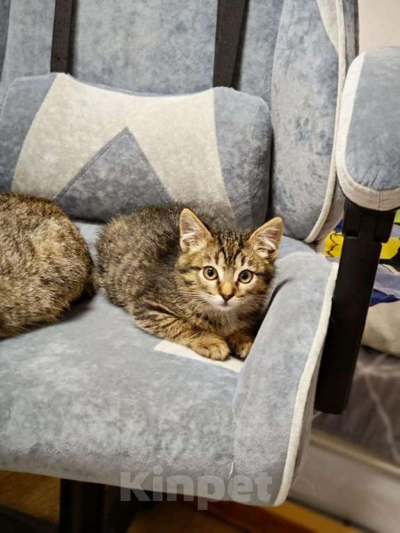 Кошки в Красногорске: Котенок Тигран 1,5 месяца в добрые руки  Мальчик, Бесплатно - фото 8