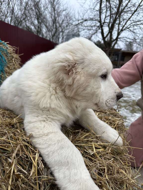 Собаки в других городах Московской области:  Щенок Алабайчик от титулованных родителей Девочка, 70 000 руб. - фото 3
