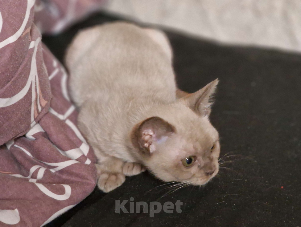 Кошки в Калининграде: Бурманская кошка Девочка, 75 000 руб. - фото 3