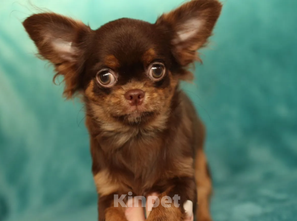 Собаки в Самаре: Чихуахуа курносый мальчик Мальчик, 45 000 руб. - фото 3