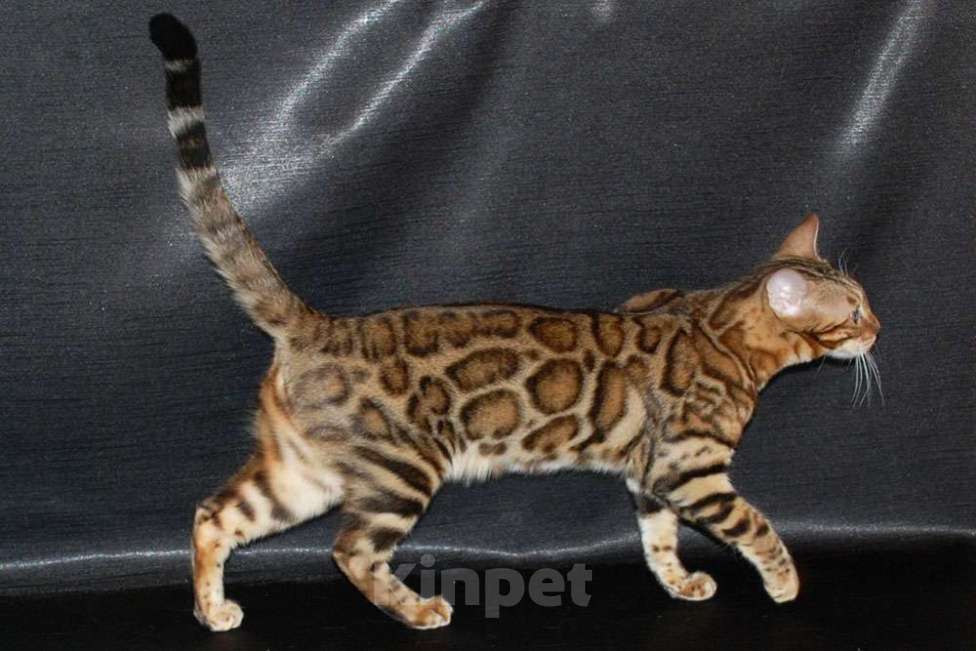 Кошки в Москве: Бенгальские котята. Мальчик, 60 000 руб. - фото 7