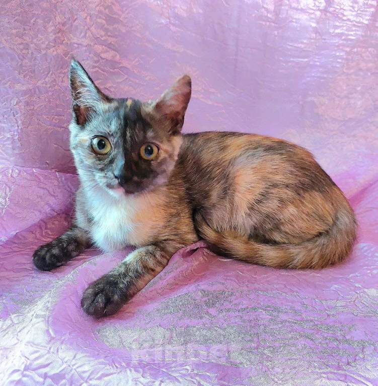 Кошки в Москве: Котятки сиротки ищут дом Девочка, Бесплатно - фото 1