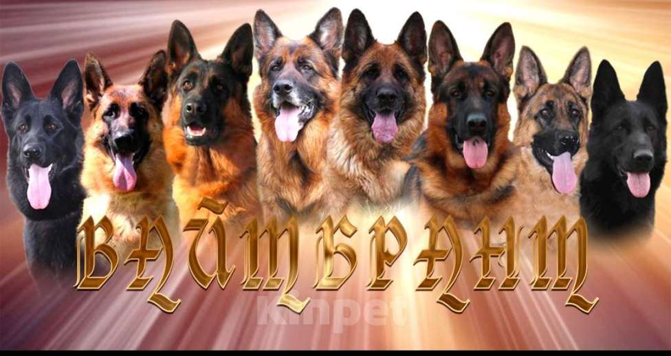 Собаки в Хабаровске: Щенок немецкой овчарки ДЕВОЧКА Девочка, 45 000 руб. - фото 4