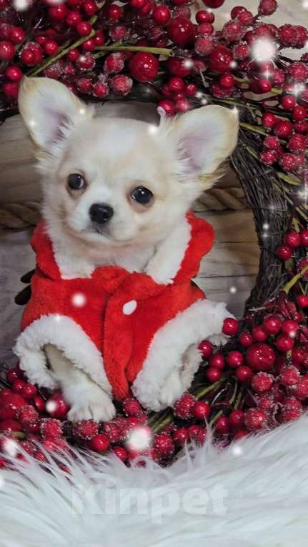 Собаки в Челябинске: Мальчик чихуахуа Мальчик, Бесплатно - фото 3