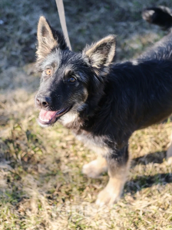 Собаки в Москве: Щенок в добрые руки (помесь с овчаркой) Девочка, Бесплатно - фото 5
