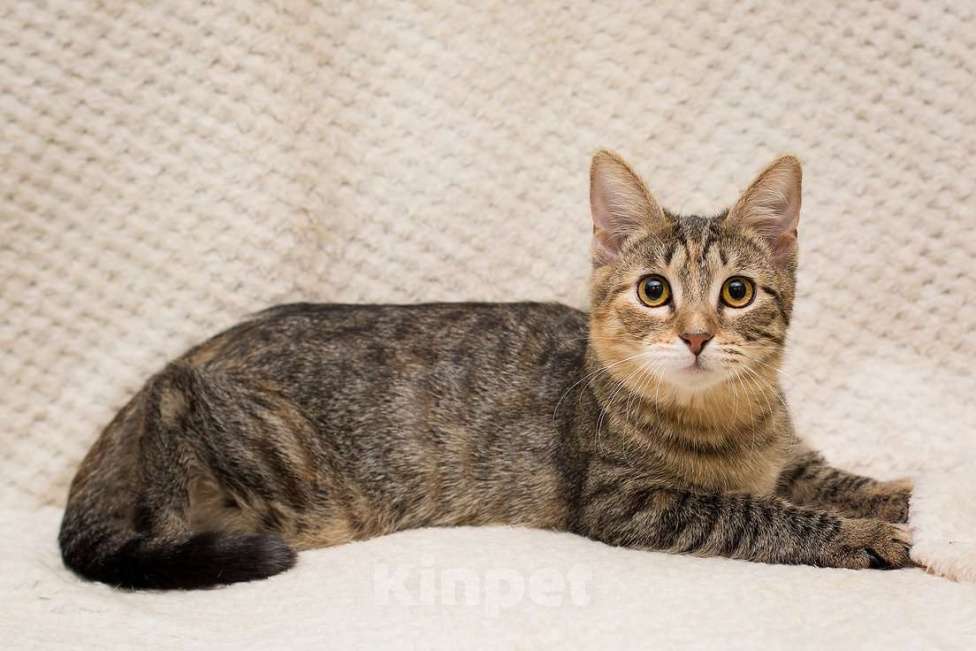 Кошки в Москве: Полосатая трехцветочка котёнок Теюшка в дар Девочка, 1 руб. - фото 1