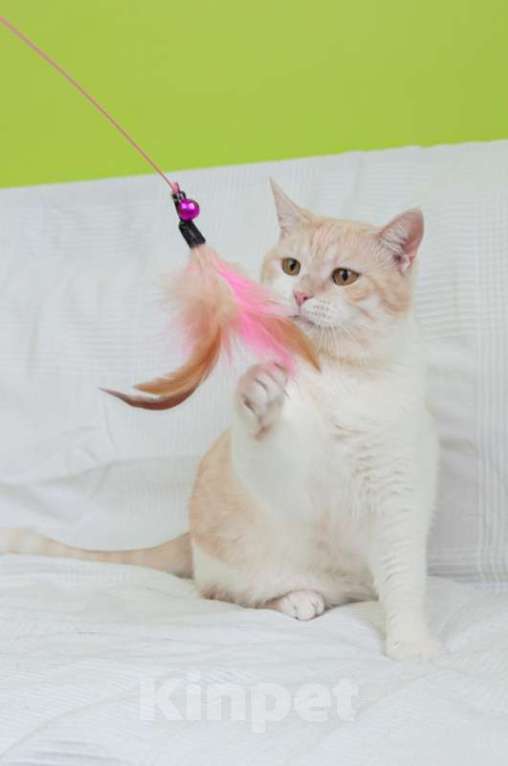 Кошки в Москве: Кот кремового окраса Яша в добрые руки Мальчик, 1 руб. - фото 5