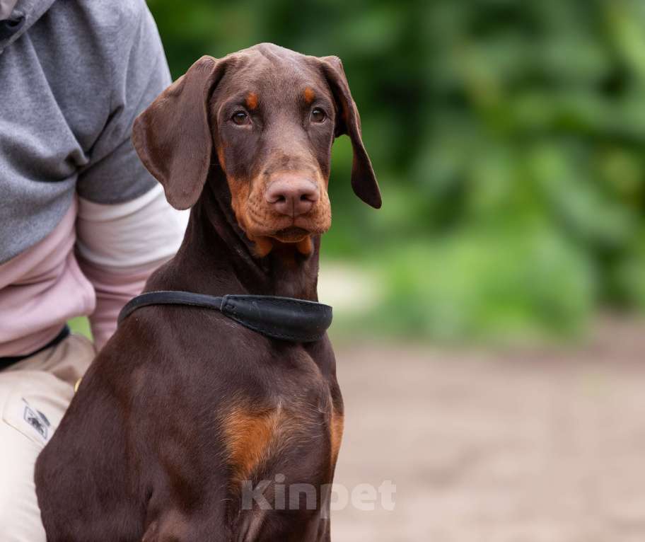 Собаки в Клине: Натуральная сука под шоу Девочка, 150 000 руб. - фото 4
