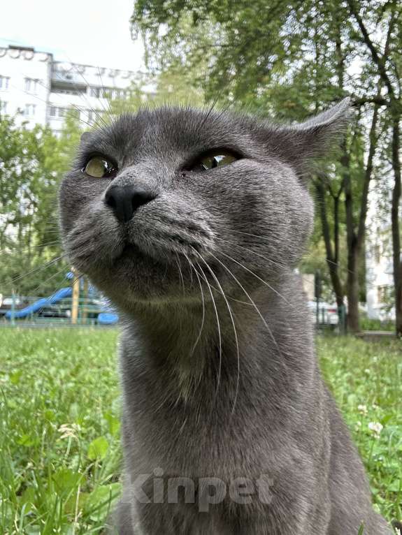 Кошки в Москве: Очаровательная молодая кошка ищет любящего хозяина  Девочка, 1 000 руб. - фото 5