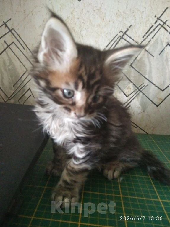 Кошки в Уфе: Котята мейн кун Разнополые, Бесплатно - фото 1