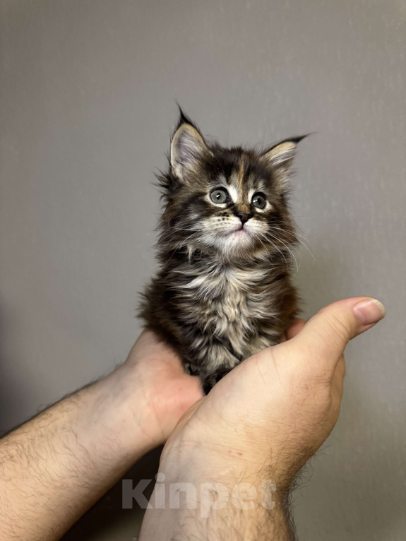 Кошки в Кудрово: Котенок мейн-кун, девочка Девочка, 65 000 руб. - фото 4
