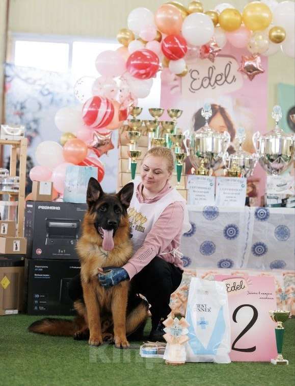 Собаки в других городах Московской области: Шикарный мальчишка немец Мальчик, 80 000 руб. - фото 2
