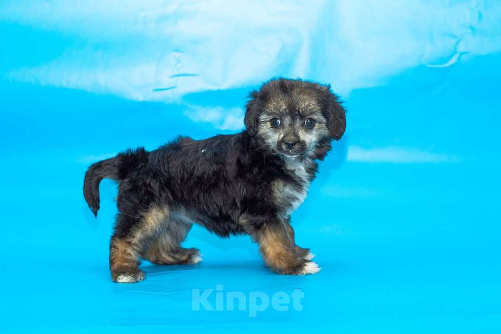 Собаки в Раменском: пуховая девочка мини Девочка, 20 000 руб. - фото 3