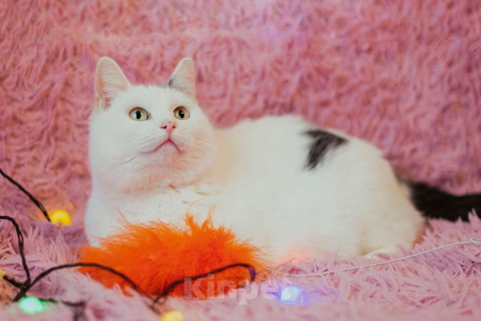 Кошки в Нижнем Новгороде: Кошечка Понка в добрые руки Девочка, Бесплатно - фото 5