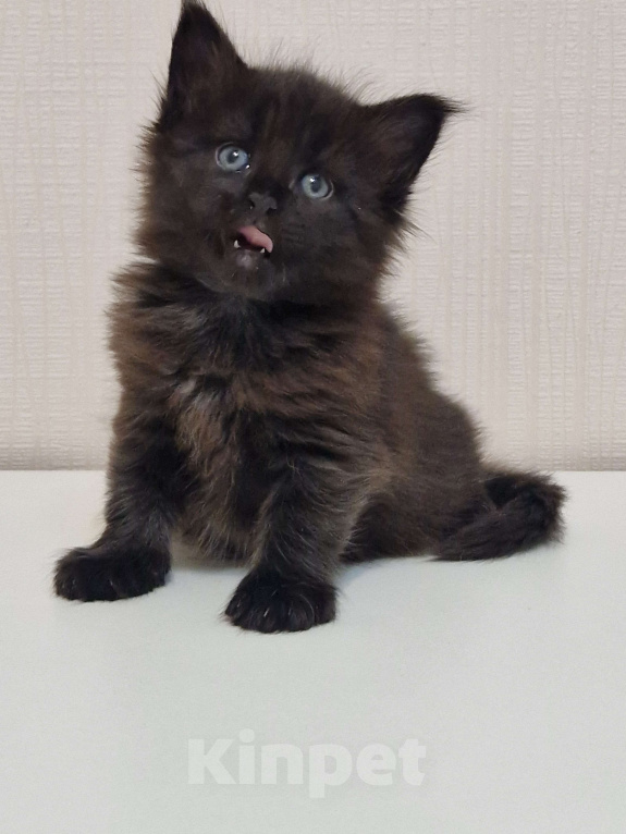 Кошки в Ижевске: Котята мейн-кун Девочка, 50 000 руб. - фото 2