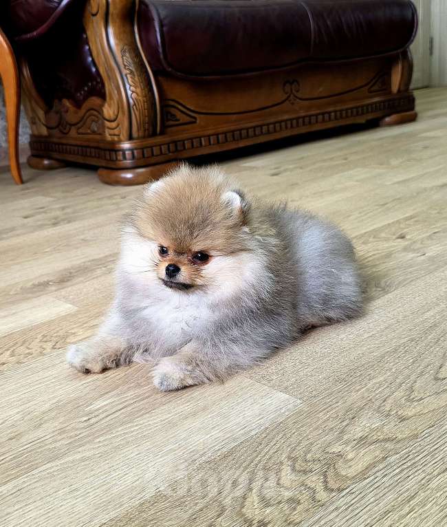 Собаки в Москве: Мальчик мини медвежонок Мальчик, 80 000 руб. - фото 6