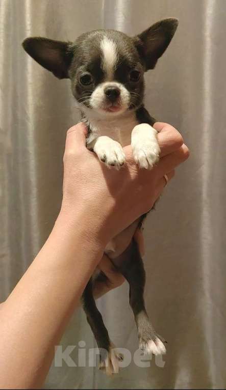 Собаки в Санкт-Петербурге: Мальчик чихуахуа мини Мальчик, 20 000 руб. - фото 2