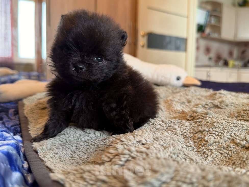 Собаки в других городах Московской области: Мини шпиц Мальчик, 70 000 руб. - фото 5