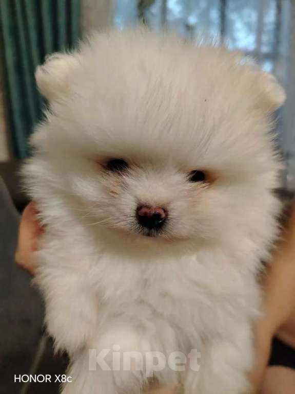 Собаки в Новосибирске: Немецкий шпиц Мальчик, 20 000 руб. - фото 3