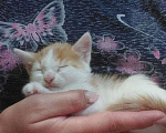 Кошки в Нижнем Новгороде: Котенок в добрые руки Мальчик, 1 руб. - фото 1
