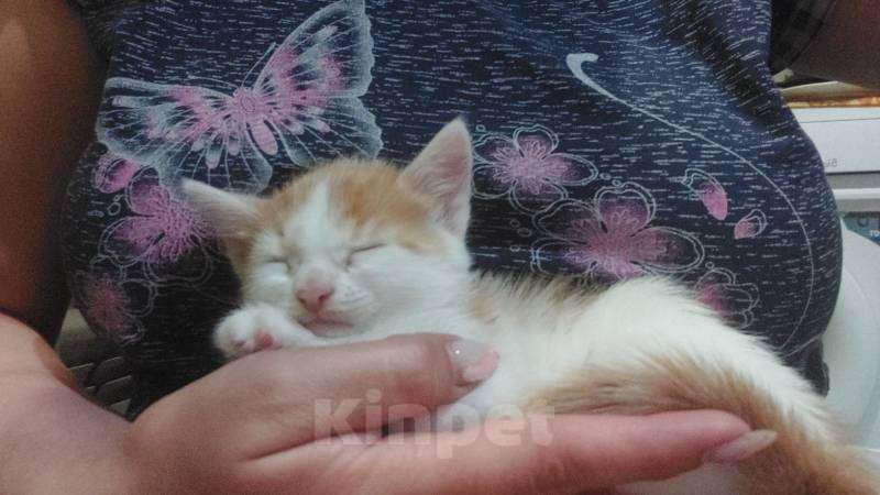 Кошки в Нижнем Новгороде: Котенок в добрые руки Мальчик, 1 руб. - фото 1