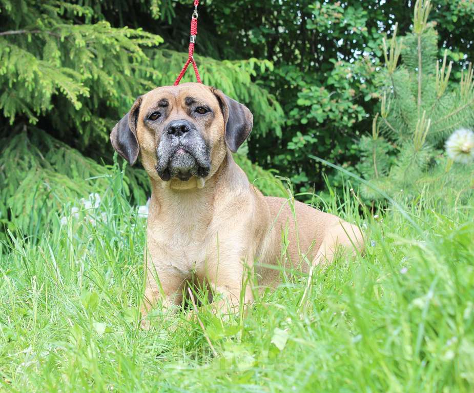 Собаки в Брянске: Предлагаются щенки Кане Корсо Мальчик, 50 000 руб. - фото 7