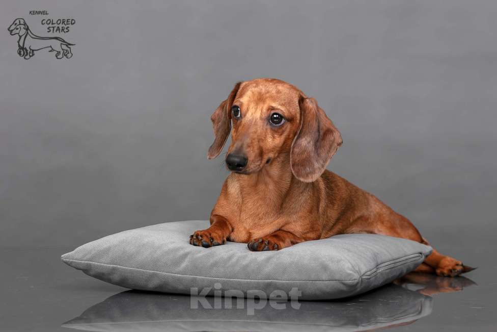 Собаки в Королеве: Миниатюрные мальчики в прекрасном экстерьере.  Мальчик, 55 000 руб. - фото 4