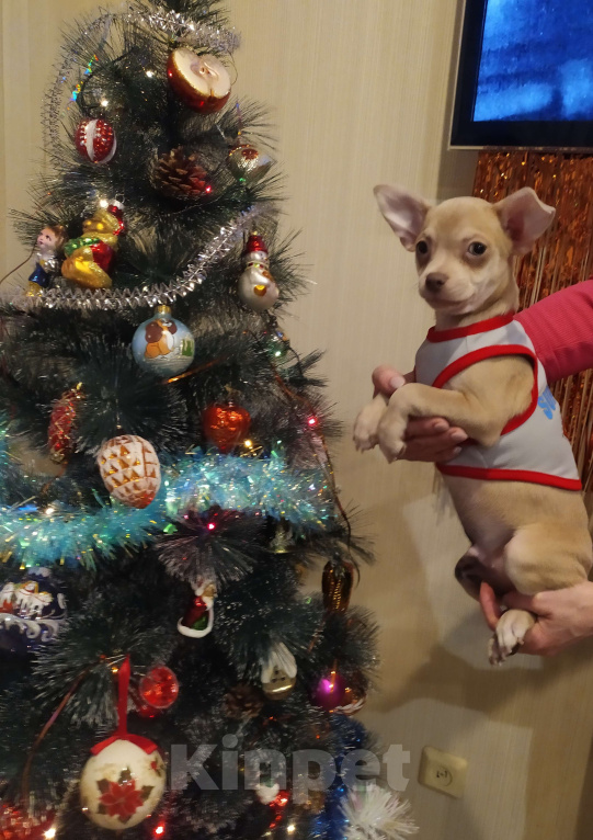 Собаки в Москве: Лиловый гш мальчуган крупный  Мальчик, 45 000 руб. - фото 5